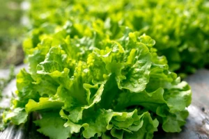Salata Gentilina (1800 seminte) – salata creata timpurie, frunze mari si gustoase, Opal